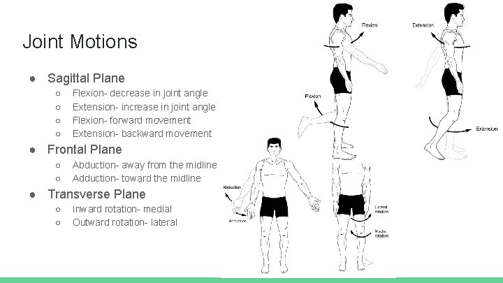 Joint Motions ● Sagittal Plane ○ ○ Flexion- decrease in joint angle Extension- increase