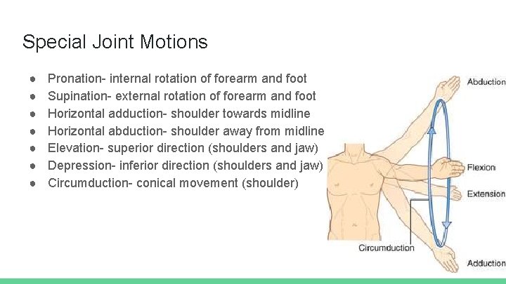 Special Joint Motions ● ● ● ● Pronation- internal rotation of forearm and foot