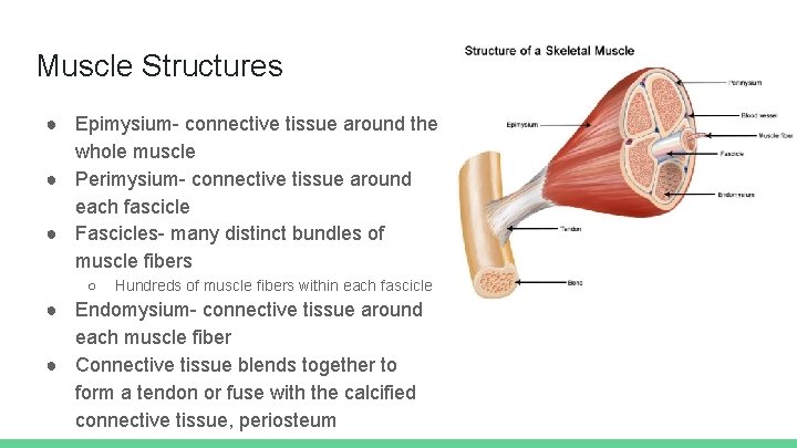 Muscle Structures ● Epimysium- connective tissue around the whole muscle ● Perimysium- connective tissue