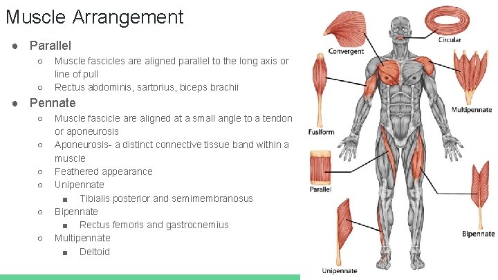 Muscle Arrangement ● Parallel ○ ○ Muscle fascicles are aligned parallel to the long