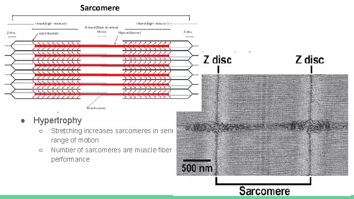 Muscle Structure ● Each muscle fiber consists of hundreds to thousands of smaller filaments