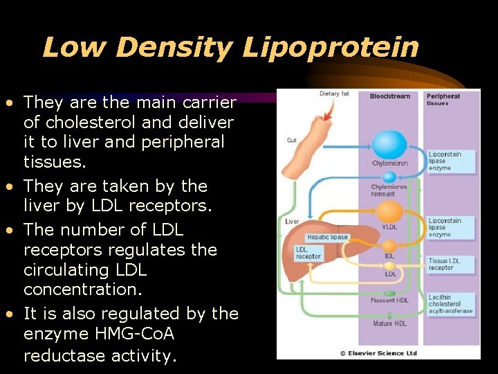 Low Density Lipoprotein • They are the main carrier of cholesterol and deliver it