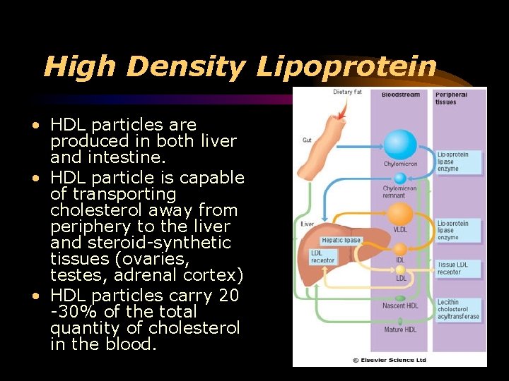 High Density Lipoprotein • HDL particles are produced in both liver and intestine. •