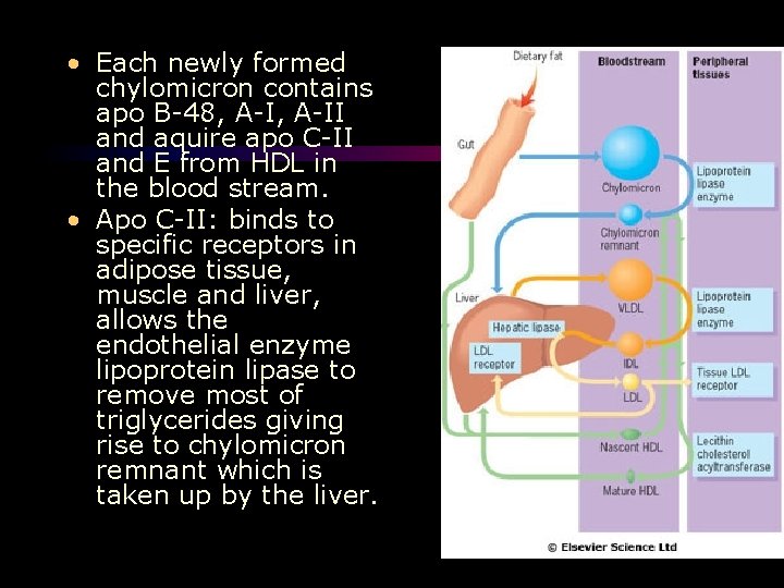  • Each newly formed chylomicron contains apo B-48, A-II and aquire apo C-II