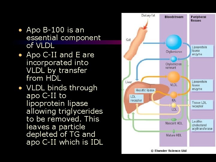  • Apo B-100 is an essential component of VLDL • Apo C-II and