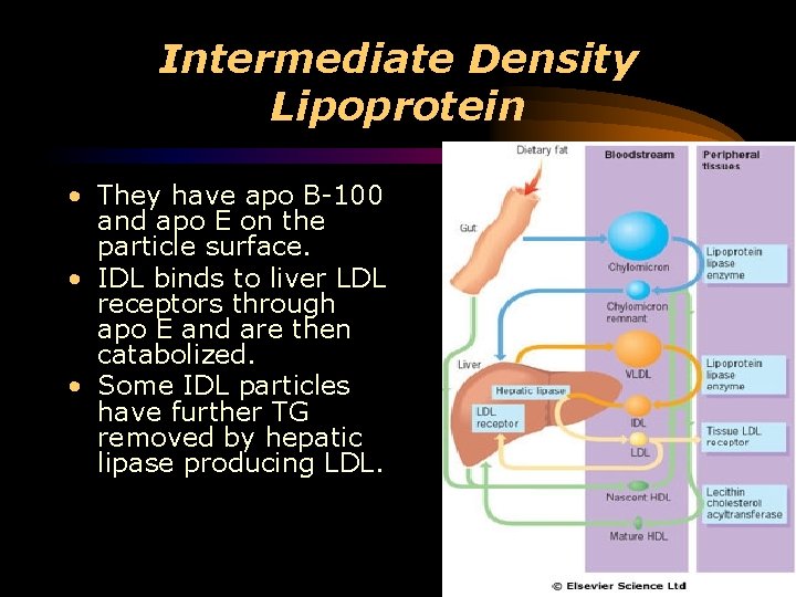 Intermediate Density Lipoprotein • They have apo B-100 and apo E on the particle