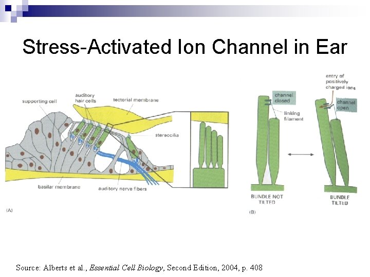 Stress-Activated Ion Channel in Ear Source: Alberts et al. , Essential Cell Biology, Second