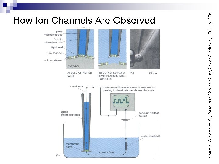 Source: Alberts et al. , Essential Cell Biology, Second Edition, 2004, p. 406 How