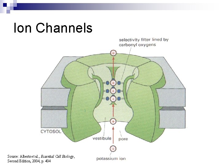 Ion Channels Source: Alberts et al. , Essential Cell Biology, Second Edition, 2004, p.