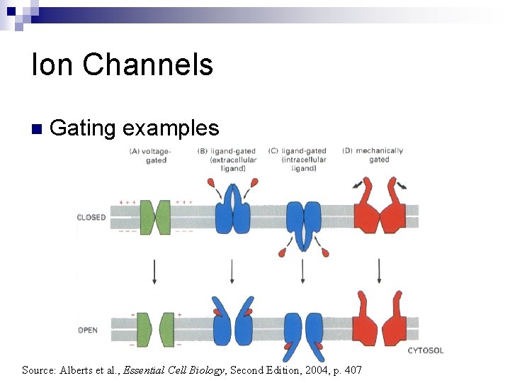Ion Channels n Gating examples Source: Alberts et al. , Essential Cell Biology, Second