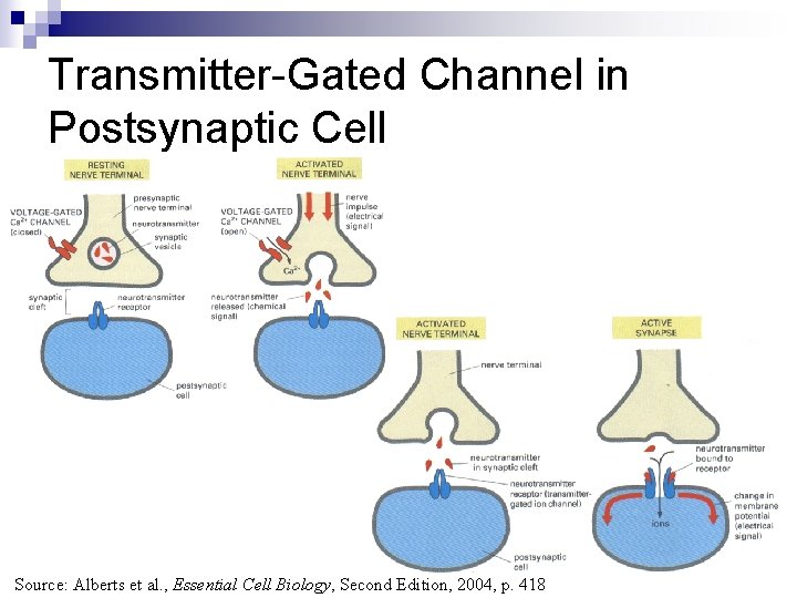 Transmitter-Gated Channel in Postsynaptic Cell Source: Alberts et al. , Essential Cell Biology, Second