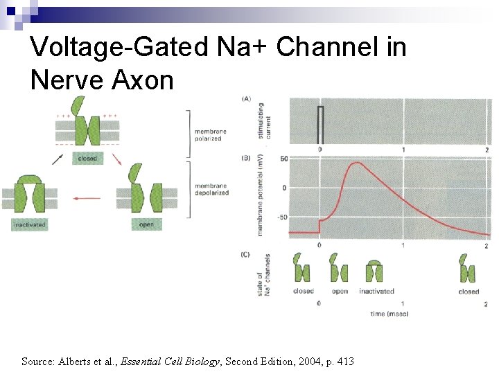Voltage-Gated Na+ Channel in Nerve Axon Source: Alberts et al. , Essential Cell Biology,