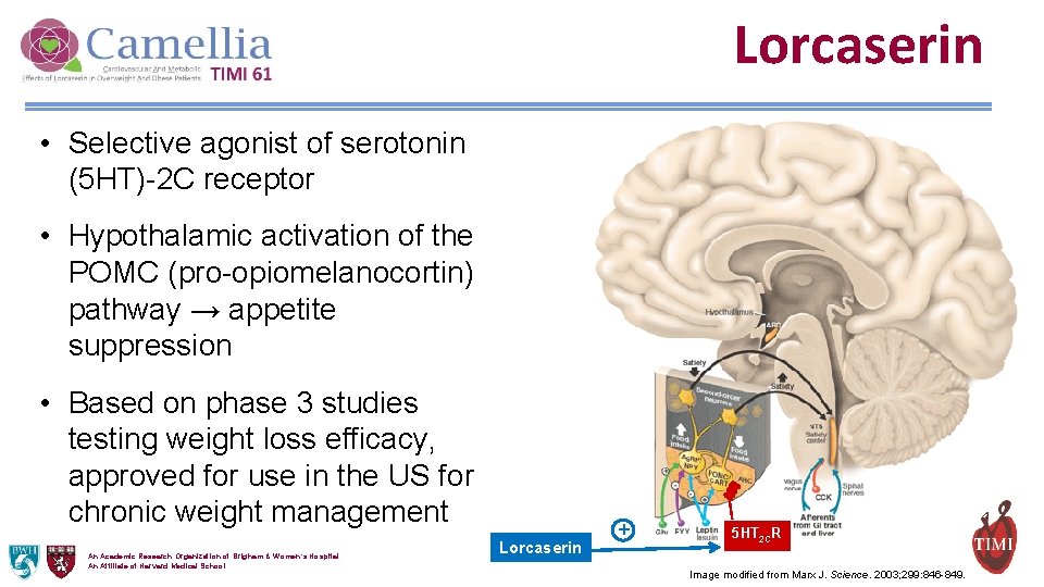 Lorcaserin • Selective agonist of serotonin (5 HT)-2 C receptor • Hypothalamic activation of