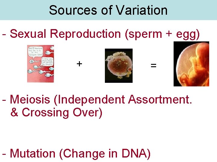 Sources of Variation - Sexual Reproduction (sperm + egg) + = - Meiosis (Independent