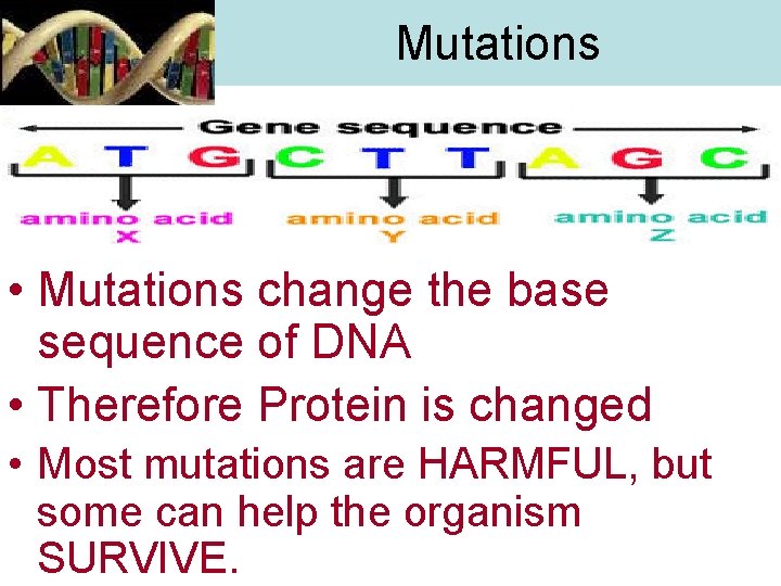Mutations • Mutations change the base sequence of DNA • Therefore Protein is changed