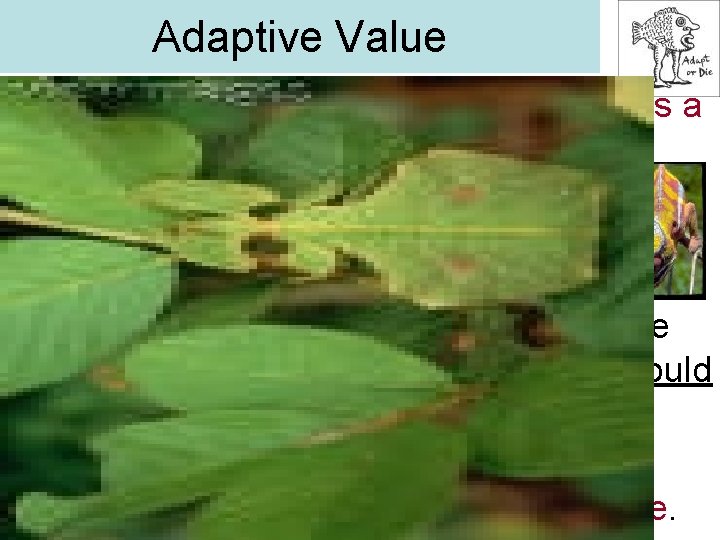 Adaptive Value • Adaptive Value: a change that produces a trait that helps an