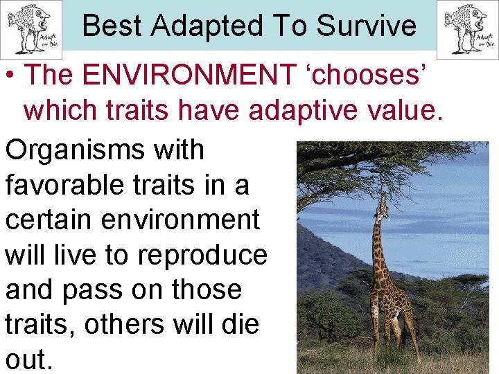 Natural Selection Best Adapted To Survive • The ENVIRONMENT ‘chooses’ which traits have adaptive