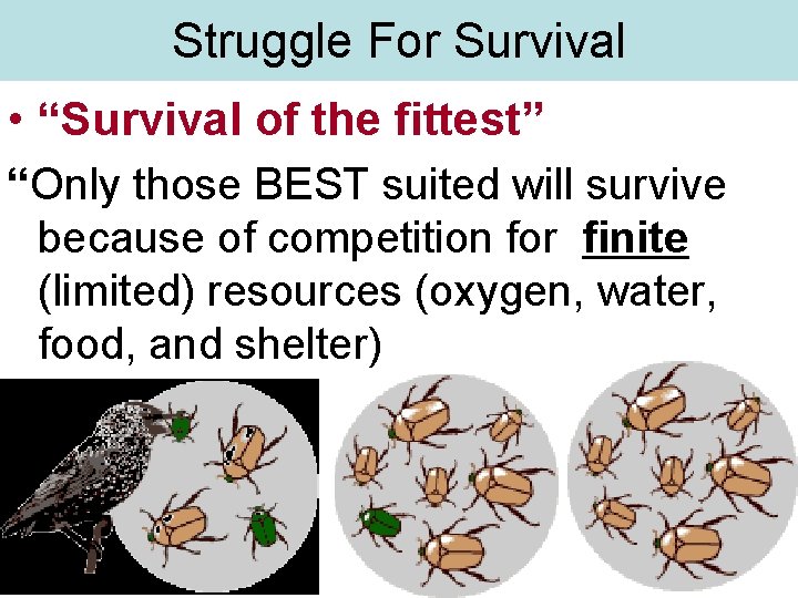 Struggle For Survival • “Survival of the fittest” “Only those BEST suited will survive