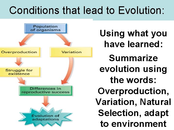 Conditions that lead to Evolution: Using what you have learned: Summarize evolution using the