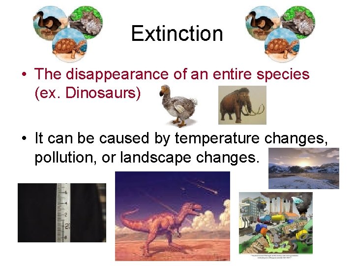Extinction • The disappearance of an entire species (ex. Dinosaurs) • It can be