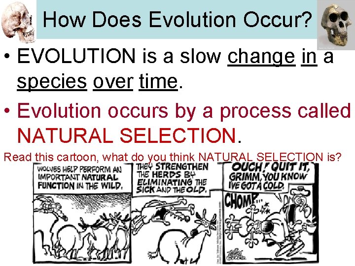 How Does Evolution Occur? • EVOLUTION is a slow change in a species over