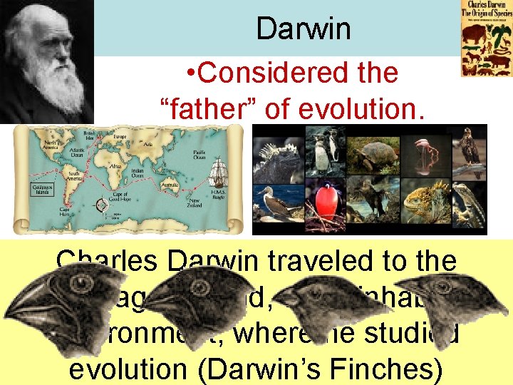 Darwin • Considered the “father” of evolution. Charles Darwin traveled to the Galapagos island,