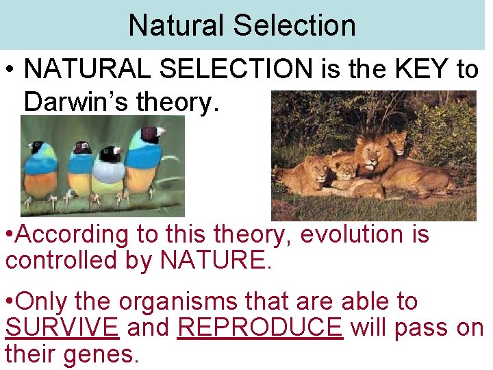 Aim How does evolution occur by natural selection