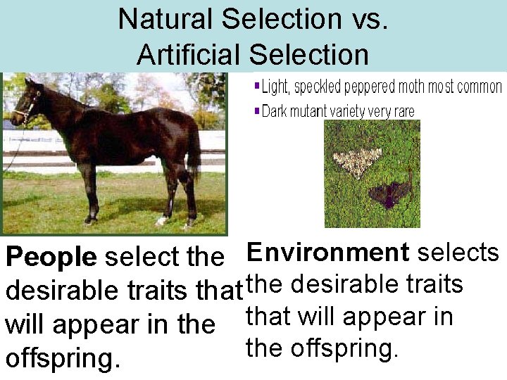 Natural Selection vs. Artificial Selection People select the Environment selects desirable traits that the