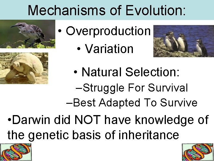 Mechanisms of Evolution: • Overproduction • Variation • Natural Selection: –Struggle For Survival –Best