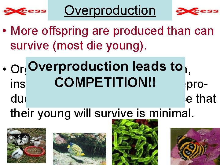 Overproduction • More offspring are produced than can survive (most die young). Overproduction leads