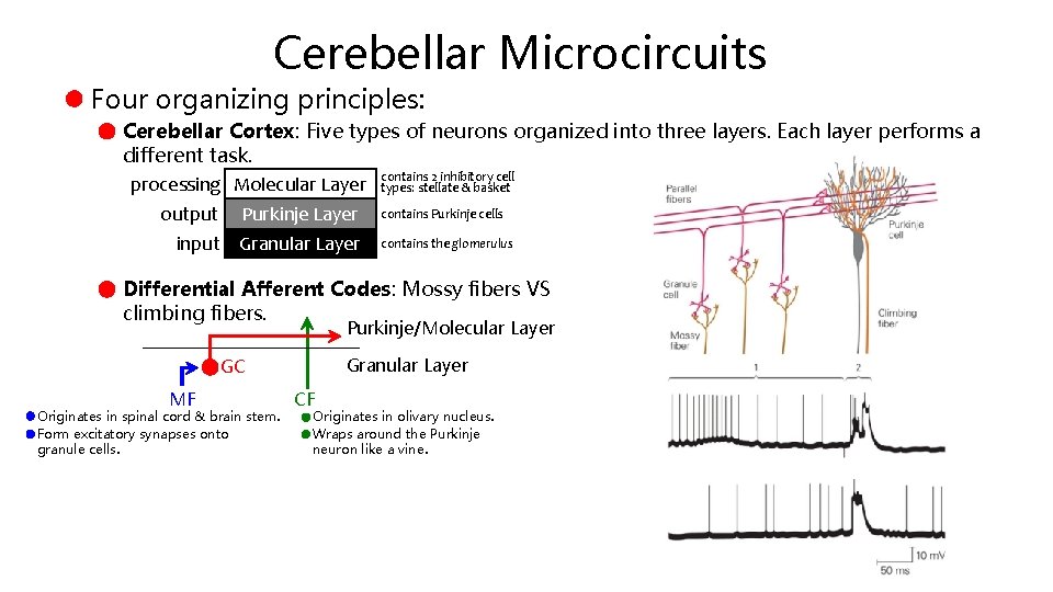 Cerebellar Microcircuits Four organizing principles: Cerebellar Cortex: Five types of neurons organized into three