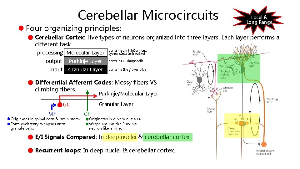 Cerebellar Microcircuits Four organizing principles: Local & Long Range Cerebellar Cortex: Five types of