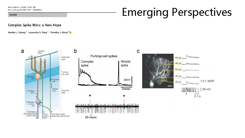 Emerging Perspectives 