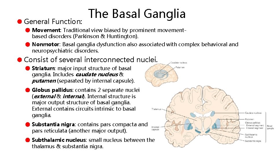 General Function: The Basal Ganglia Movement: Traditional view biased by prominent movementbased disorders (Parkinson