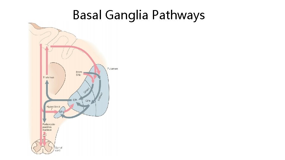 Basal Ganglia Pathways 