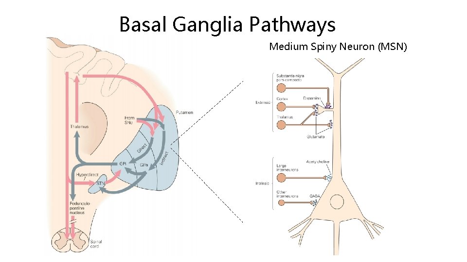 Basal Ganglia Pathways Medium Spiny Neuron (MSN) 