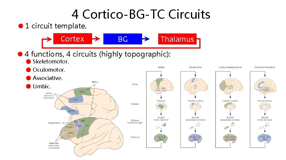 4 Cortico-BG-TC Circuits 1 circuit template. Cortex BG Thalamus 4 functions, 4 circuits (highly