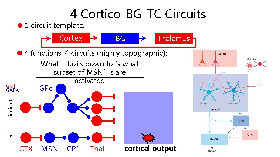 4 Cortico-BG-TC Circuits 1 circuit template. Cortex BG Thalamus 4 functions, 4 circuits (highly