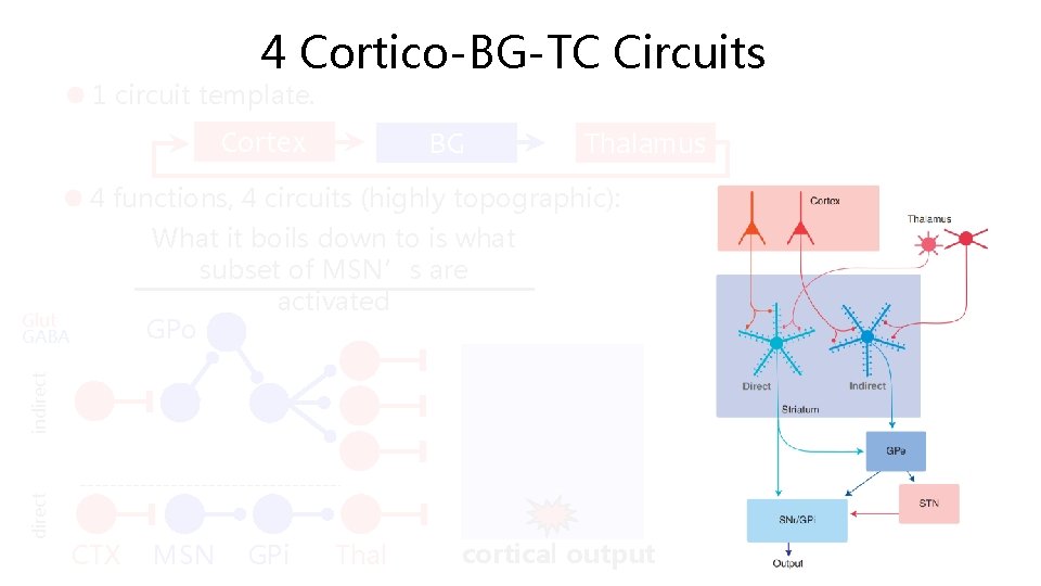 4 Cortico-BG-TC Circuits 1 circuit template. Cortex BG Thalamus 4 functions, 4 circuits (highly