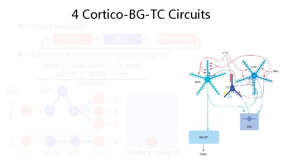 4 Cortico-BG-TC Circuits 1 circuit template. Cortex BG Thalamus 4 functions, 4 circuits (highly