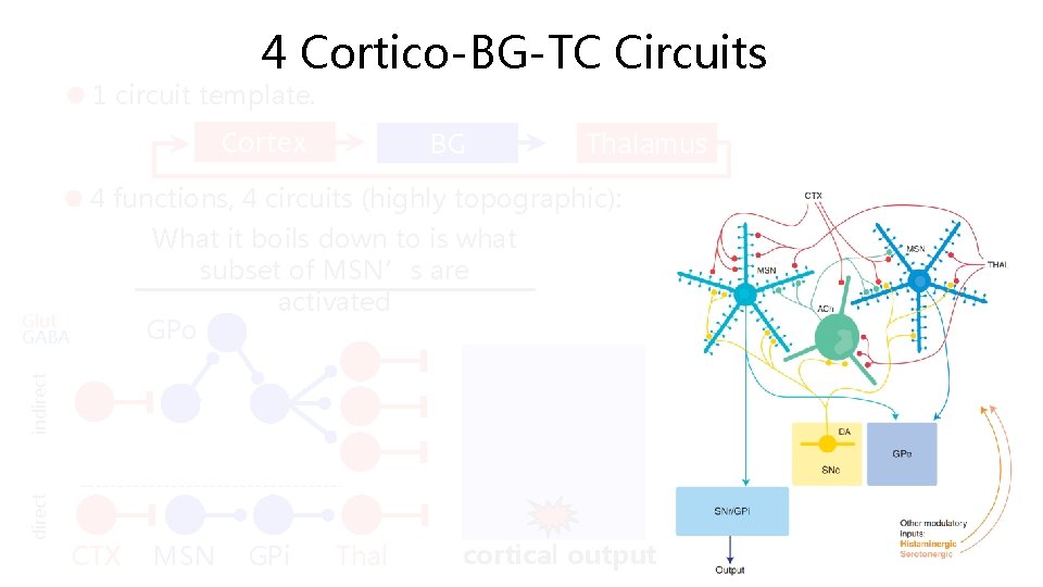 4 Cortico-BG-TC Circuits 1 circuit template. Cortex BG Thalamus 4 functions, 4 circuits (highly