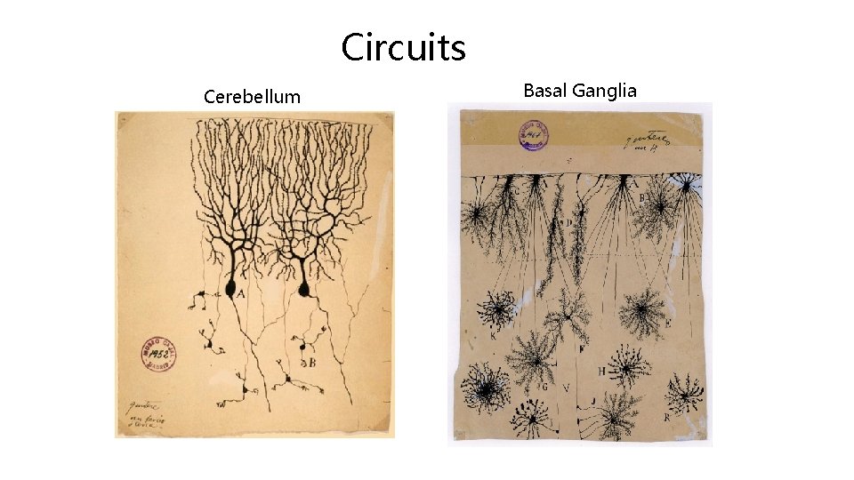 Circuits Cerebellum Basal Ganglia 