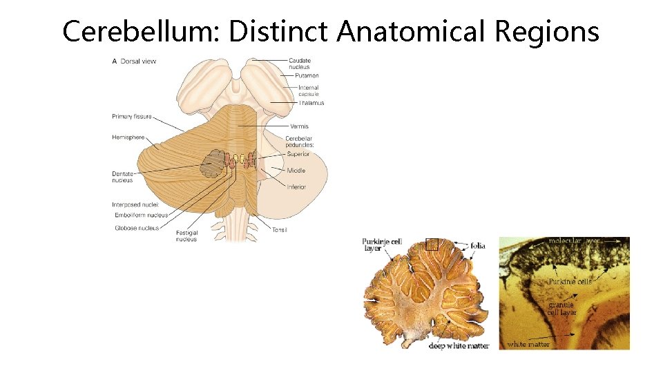 Cerebellum: Distinct Anatomical Regions 