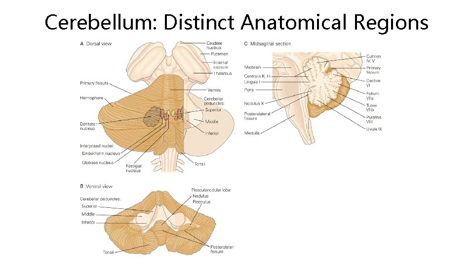 Cerebellum: Distinct Anatomical Regions 