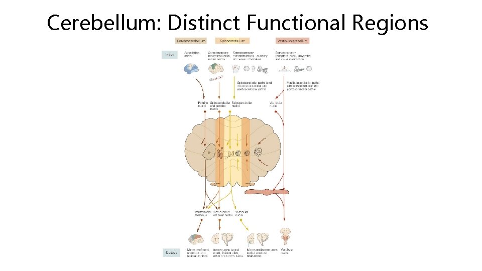 Cerebellum: Distinct Functional Regions 