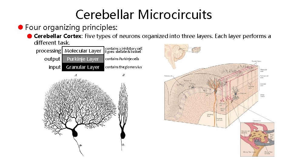 Cerebellar Microcircuits Four organizing principles: Cerebellar Cortex: Five types of neurons organized into three