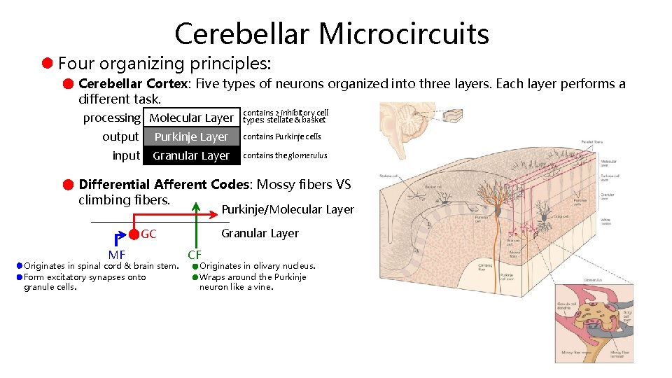 Cerebellar Microcircuits Four organizing principles: Cerebellar Cortex: Five types of neurons organized into three