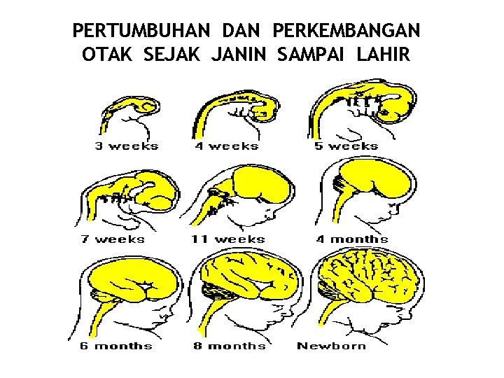 PERTUMBUHAN DAN PERKEMBANGAN OTAK SEJAK JANIN SAMPAI LAHIR PERTUMBUHAN DAN PERKEMBANGAN OTAK SEJAK JANIN SAMPAI LAHIR
