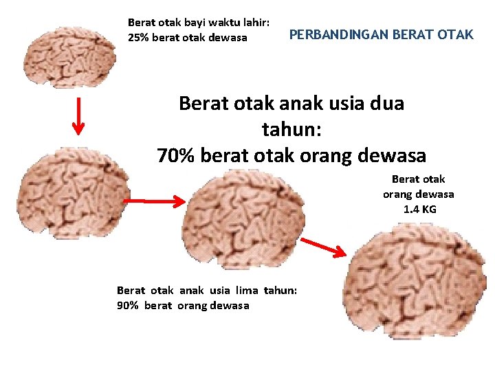 Berat otak bayi waktu lahir: 25% berat otak dewasa PERBANDINGAN BERAT OTAK Berat otak Berat otak bayi waktu lahir: 25% berat otak dewasa PERBANDINGAN BERAT OTAK Berat otak