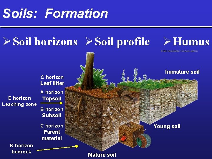 Soils: Formation Ø Soil horizons Ø Soil profile Ø Humus Immature soil O horizon